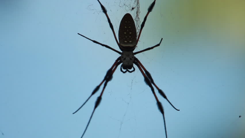 Close up of silhouette of a spider on a web.