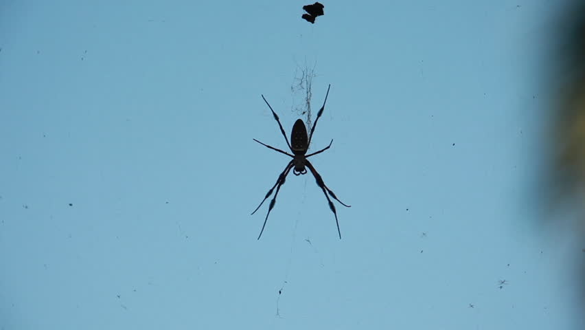 Silhouette of spider on web.