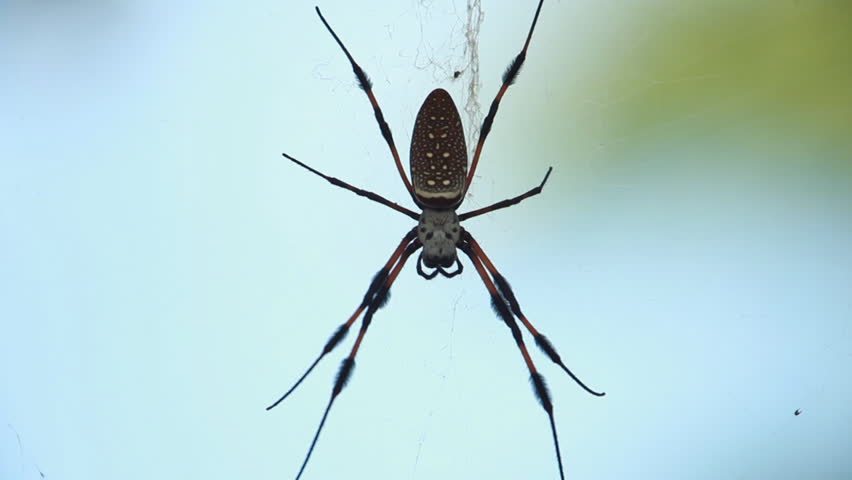 A spider holding still on web.