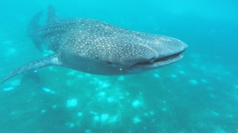 Very close shot of huge whale sharks mouth