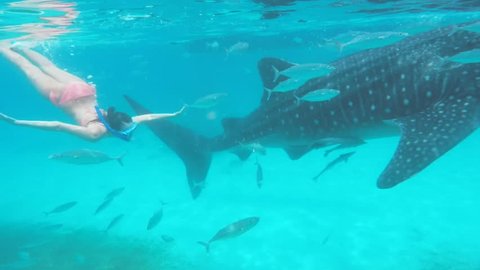 Woman snorkeler diving right next to very big whale shark