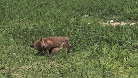 Red Fox, vulpes vulpes, Pups playing on Grass, Normandy in France, Slow Motion