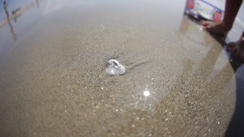 Shell Stuck in the Sand