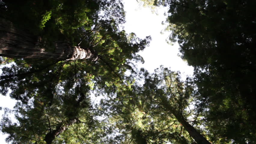 Spinning Under the Tree Tops