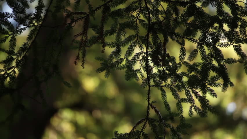 Pine Branch Silhouette