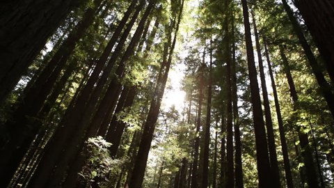 this picture bamboo forest view low Stock Footage Video (100% Royalty ...