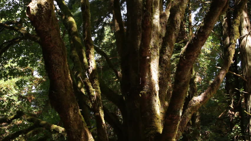 Cluster of Trees with Swaying Branches