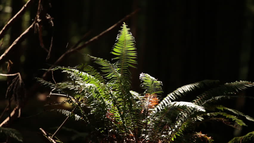 Bright Fern Against a Dark Forest Background