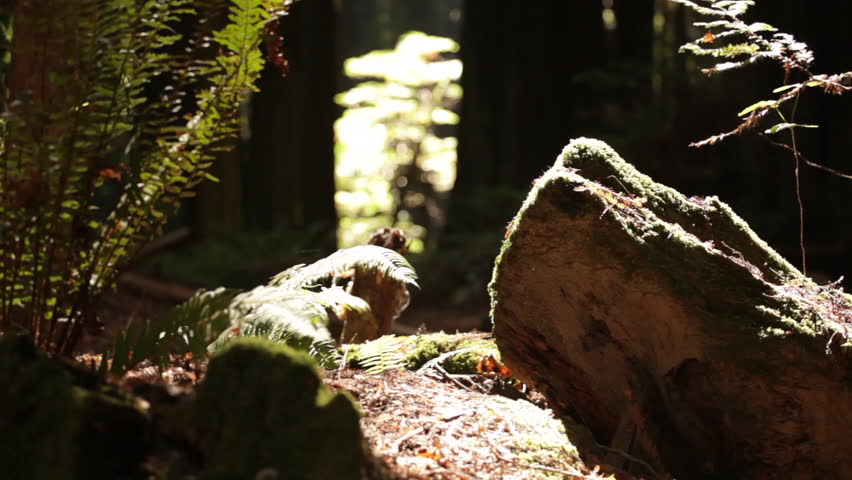Weathered Log and Ferns Around Sunlit Forest Floor