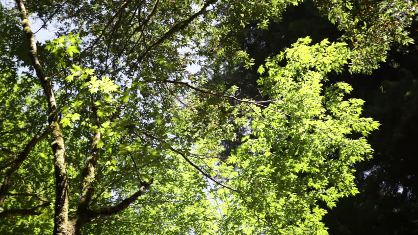Bright Green Branches and Dark Forest Canopy