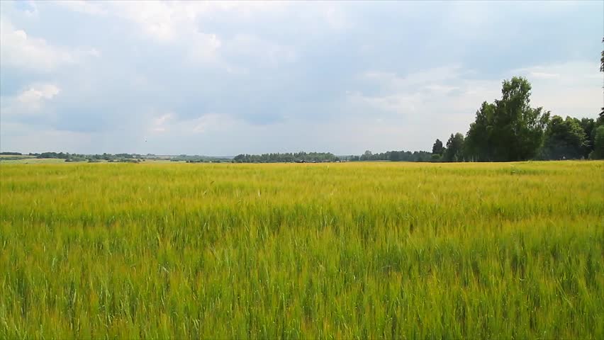 panorama of wheat fields