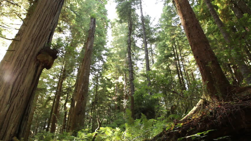 Redwood ground and trees
