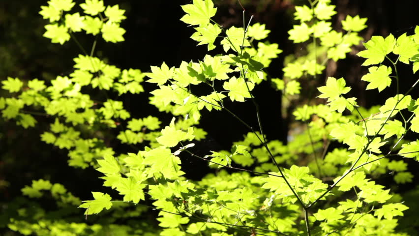 Bright bush leaves the sun of a forest
