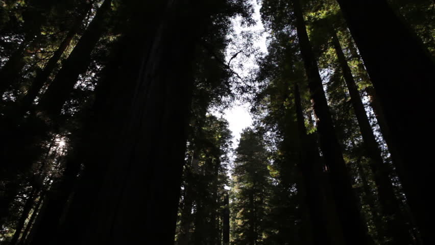 Tall, shadowed redwood trees