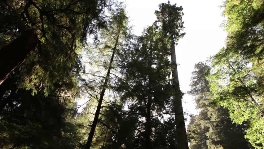 White sky against tall, dark redwood trees