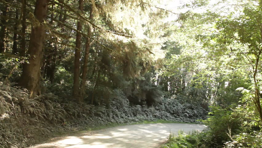 Road in pine forest