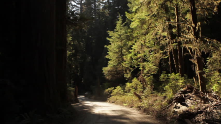 Driving on shadowy road in redwood forest