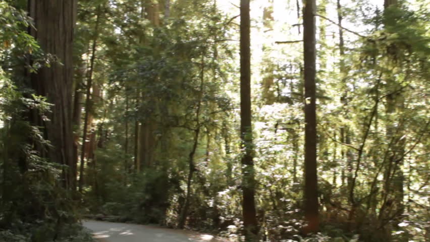 Path through redwood forest