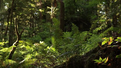 Redwood forest ground growth