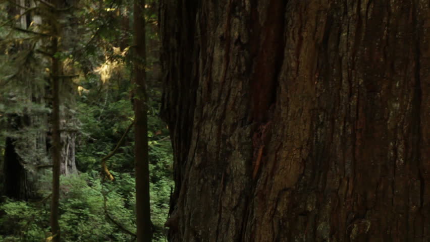 Large redwood trunk