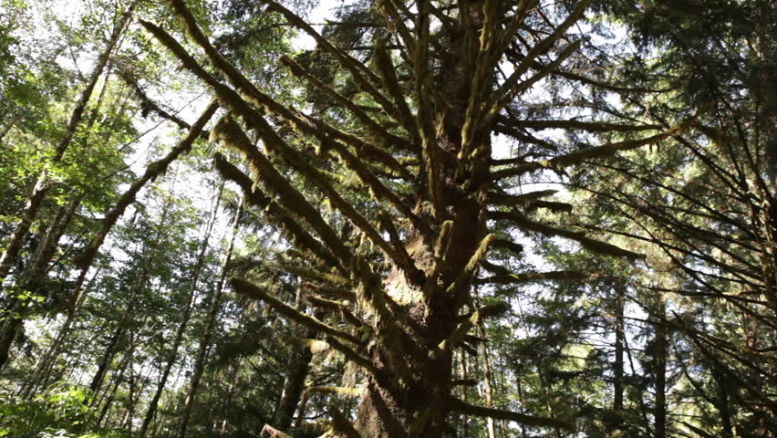 Mossy redwood