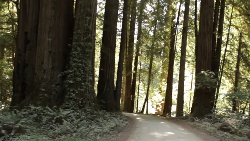 Paved path through redwood forest