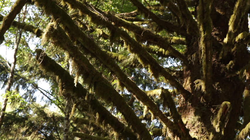 Redwood moss
