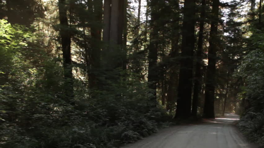 Driving shadowy road in redwood forest