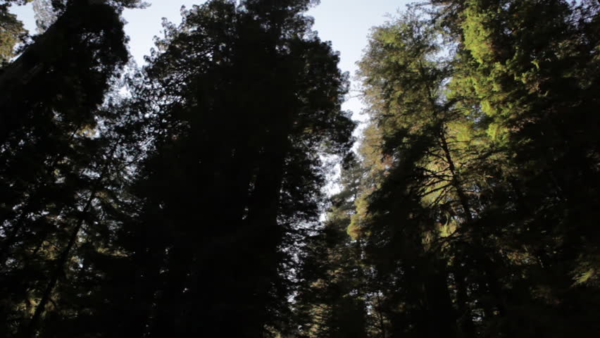 Shadowed, dense redwood trees