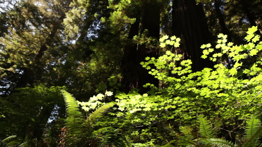 Bright ferns in the sun of a forest