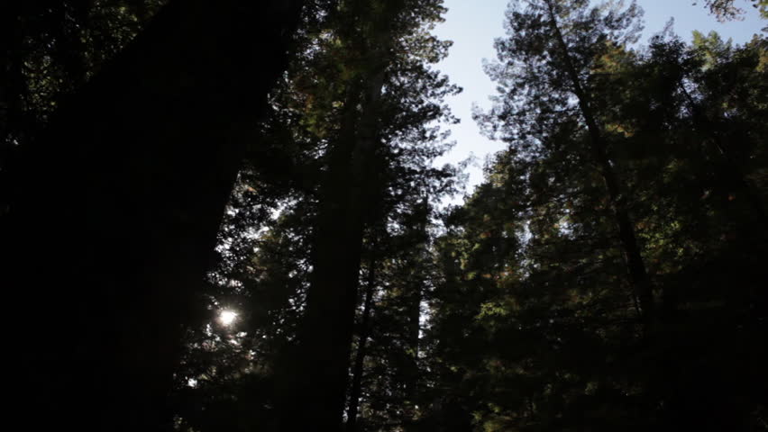 Dense redwood trees in shadow