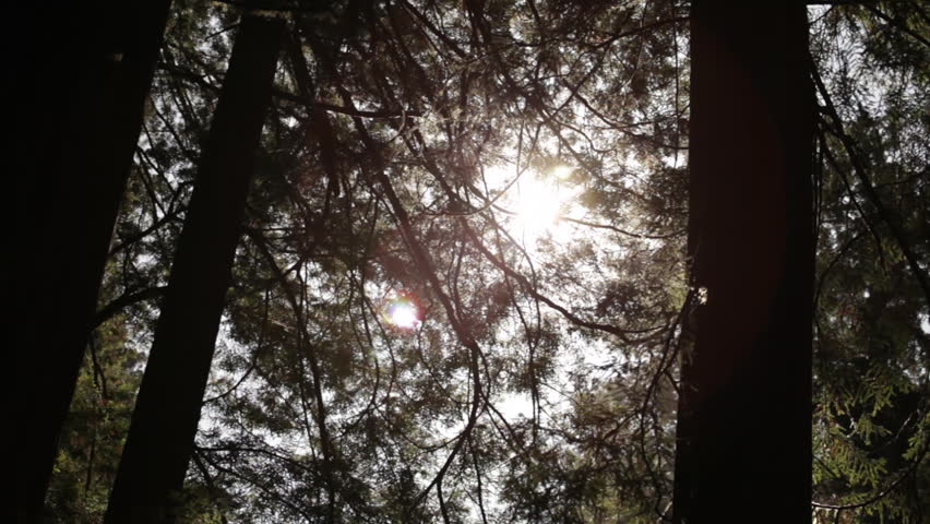 Sun through pine tree branches