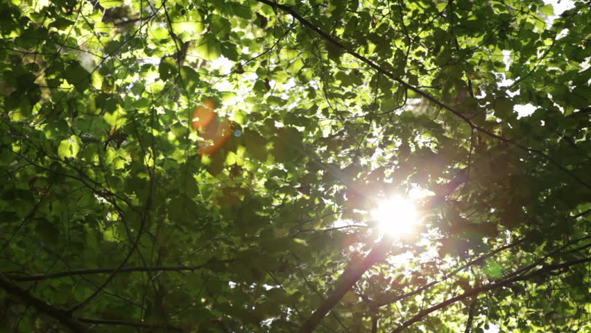 Sun shining behind leaves and branches