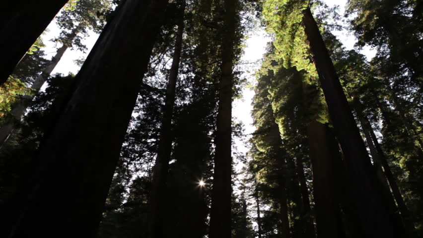 Tall, shadowy redwood trees