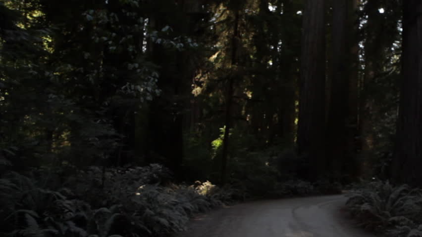 Going down shadowy road in redwood forest