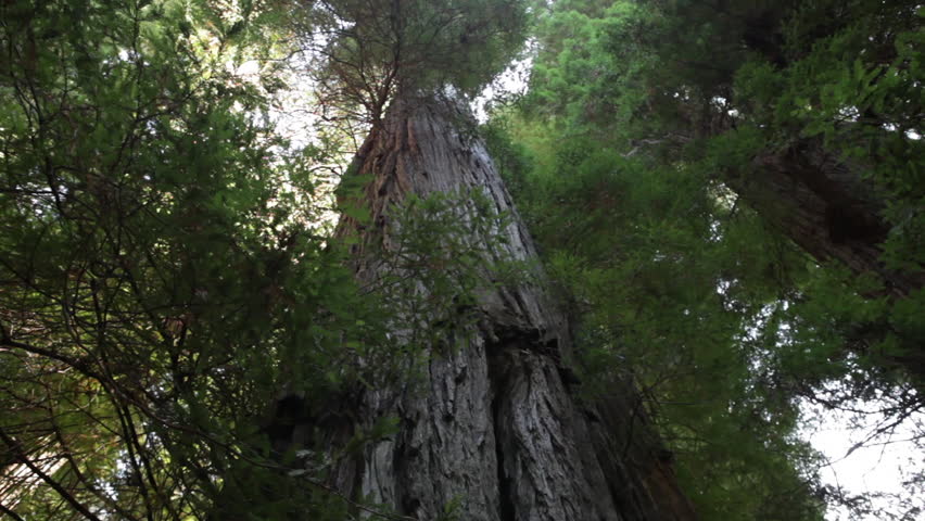 Large redwood tree trunk