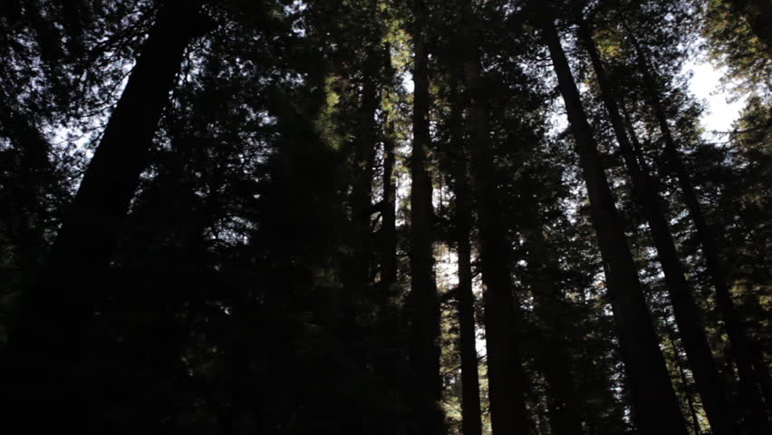 Dark, dense redwood trees