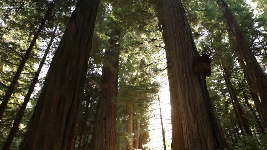 Tall redwood trees