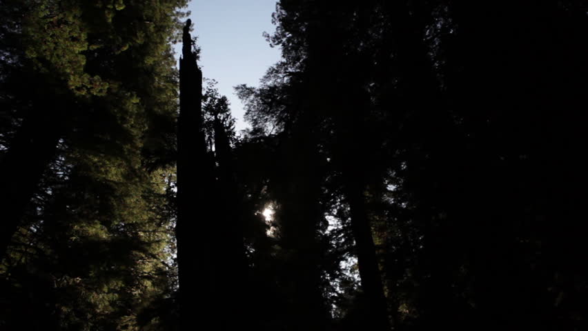 Bright sun behind dark redwood trees