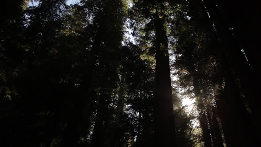 Dense, shadowed redwood trees