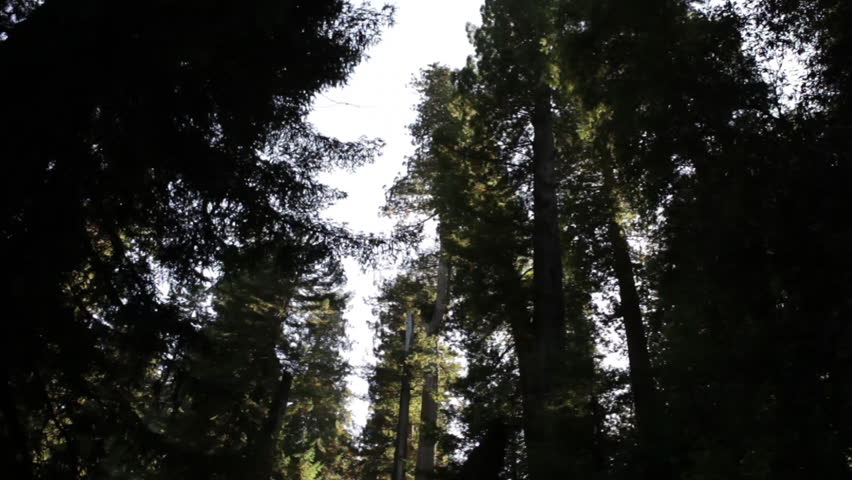 Trees in the Redwood forest.