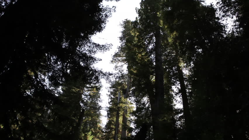 Bright sky against tall, dark redwood trees