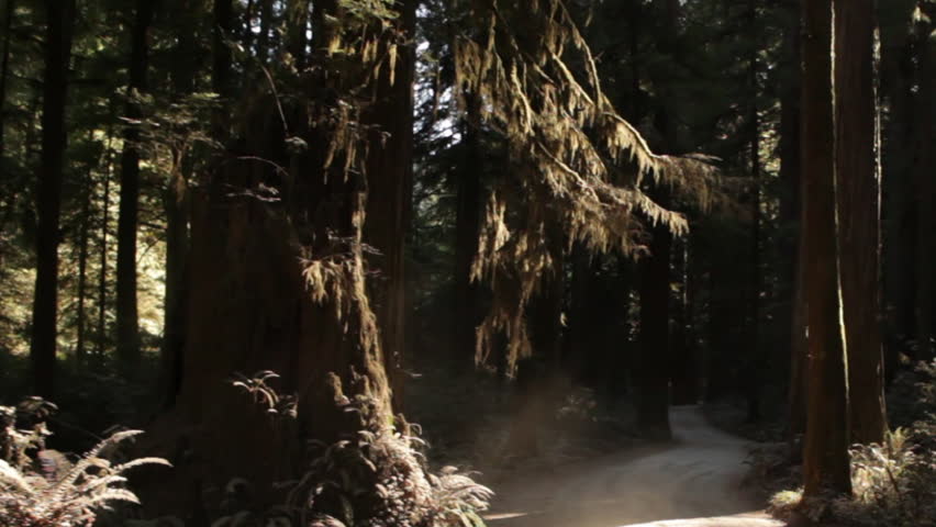 Driving on dark road in redwood forest