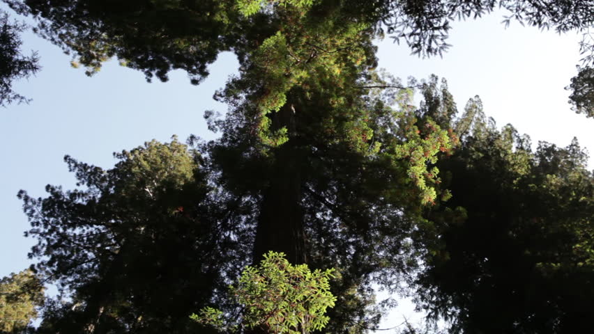 Thick growth on top of redwood tree