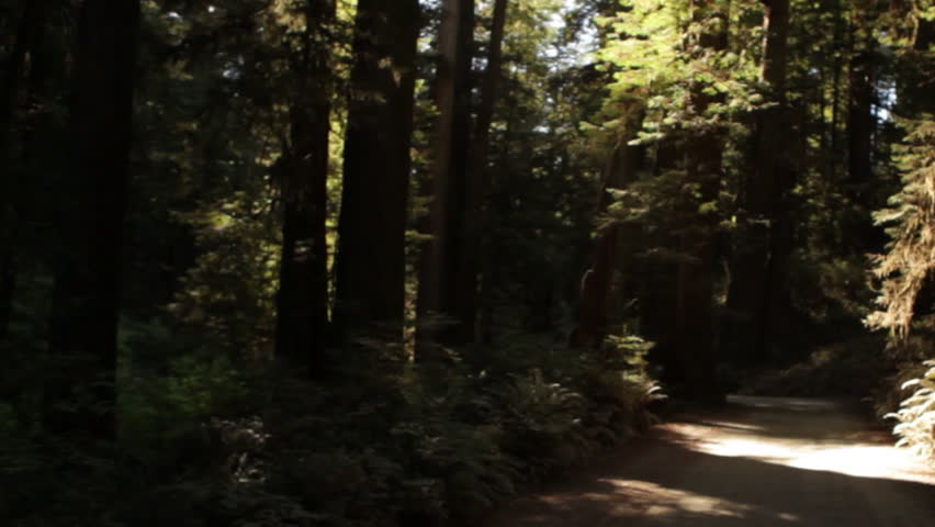 Traveling down shadowy road in redwood forest