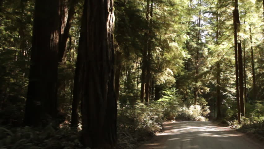 Driving down paved path in redwood forest