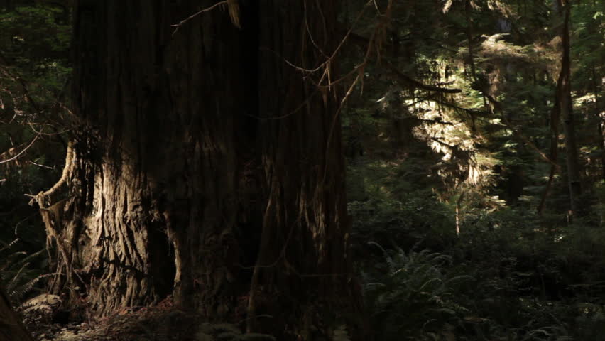 Large, redwood tree trunks