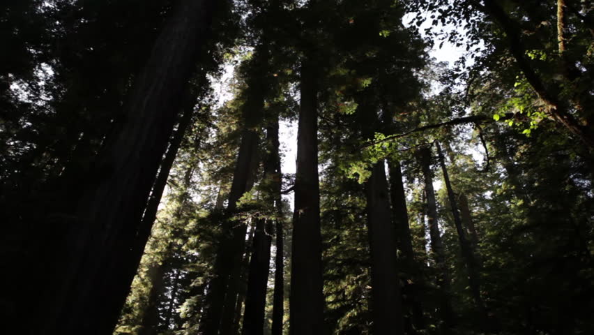 Shadowed, tall redwood trees
