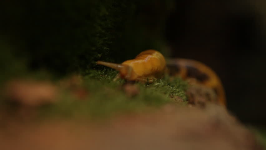 Orange slug crawling over mossy log