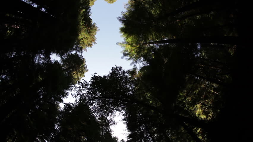 Pine trees against sky